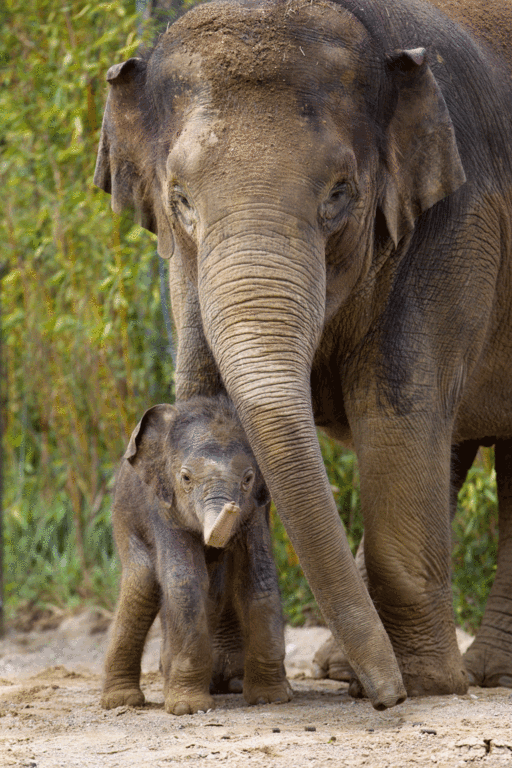 This is an image of elephants